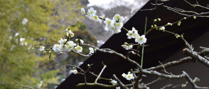 光則寺の梅